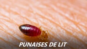 Comment savoir si on a des punaises de lit ? détection punaises de lits